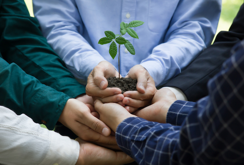 hands holding a green plant 